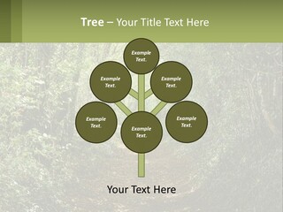 A Path In The Middle Of A Forest With Lots Of Trees PowerPoint Template