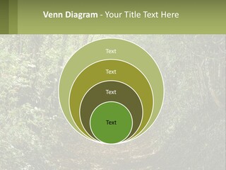 A Path In The Middle Of A Forest With Lots Of Trees PowerPoint Template