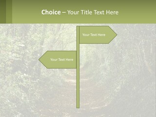 A Path In The Middle Of A Forest With Lots Of Trees PowerPoint Template