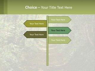 A Path In The Middle Of A Forest With Lots Of Trees PowerPoint Template