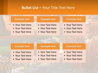 A Picture Of A Garden With Rocks And Plants PowerPoint Template
