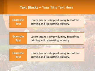 A Picture Of A Garden With Rocks And Plants PowerPoint Template