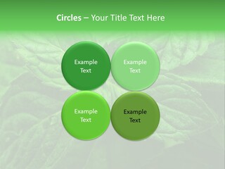 A Close Up Of A Green Leaf Powerpoint Template PowerPoint Template