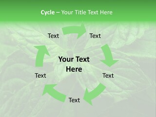 A Close Up Of A Green Leaf Powerpoint Template PowerPoint Template