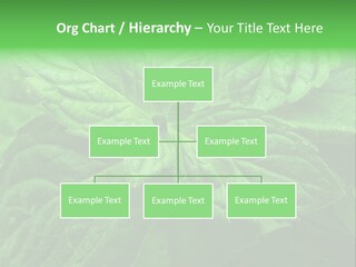 A Close Up Of A Green Leaf Powerpoint Template PowerPoint Template