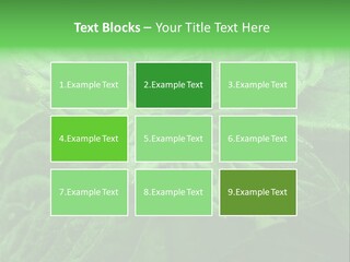 A Close Up Of A Green Leaf Powerpoint Template PowerPoint Template