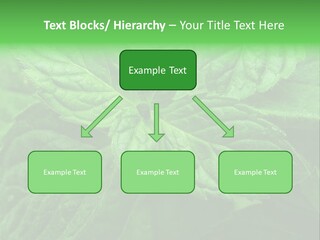 A Close Up Of A Green Leaf Powerpoint Template PowerPoint Template