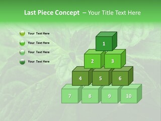 A Close Up Of A Green Leaf Powerpoint Template PowerPoint Template