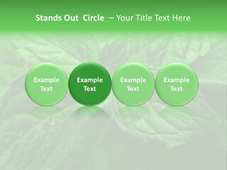 A Close Up Of A Green Leaf Powerpoint Template PowerPoint Template