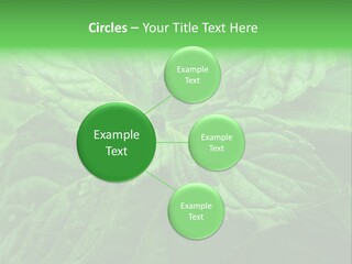 A Close Up Of A Green Leaf Powerpoint Template PowerPoint Template