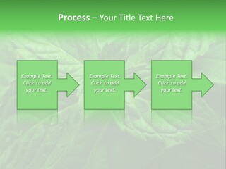 A Close Up Of A Green Leaf Powerpoint Template PowerPoint Template