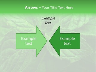 A Close Up Of A Green Leaf Powerpoint Template PowerPoint Template