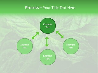 A Close Up Of A Green Leaf Powerpoint Template PowerPoint Template