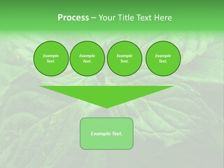 A Close Up Of A Green Leaf Powerpoint Template PowerPoint Template