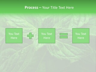 A Close Up Of A Green Leaf Powerpoint Template PowerPoint Template