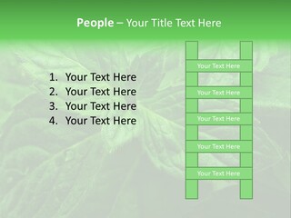 A Close Up Of A Green Leaf Powerpoint Template PowerPoint Template