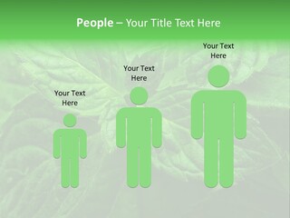 A Close Up Of A Green Leaf Powerpoint Template PowerPoint Template