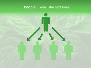 A Close Up Of A Green Leaf Powerpoint Template PowerPoint Template