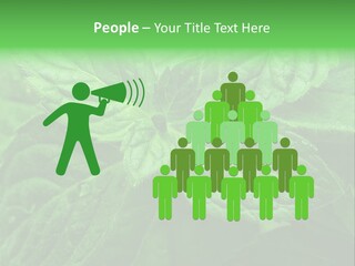A Close Up Of A Green Leaf Powerpoint Template PowerPoint Template