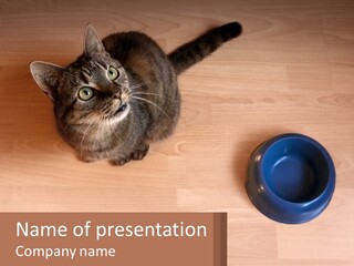 A Cat Sitting Next To A Blue Bowl On A Wooden Floor PowerPoint Template