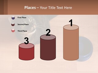 A Cat Sitting Next To A Blue Bowl On A Wooden Floor PowerPoint Template