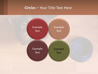 A Cat Sitting Next To A Blue Bowl On A Wooden Floor PowerPoint Template