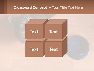 A Cat Sitting Next To A Blue Bowl On A Wooden Floor PowerPoint Template