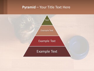 A Cat Sitting Next To A Blue Bowl On A Wooden Floor PowerPoint Template