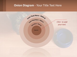 A Cat Sitting Next To A Blue Bowl On A Wooden Floor PowerPoint Template