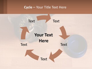 A Cat Sitting Next To A Blue Bowl On A Wooden Floor PowerPoint Template