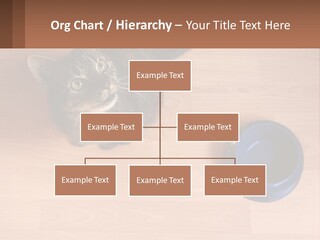 A Cat Sitting Next To A Blue Bowl On A Wooden Floor PowerPoint Template