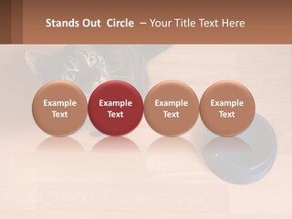 A Cat Sitting Next To A Blue Bowl On A Wooden Floor PowerPoint Template
