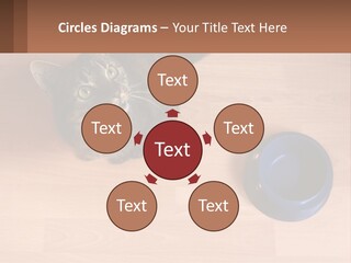 A Cat Sitting Next To A Blue Bowl On A Wooden Floor PowerPoint Template