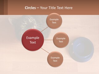 A Cat Sitting Next To A Blue Bowl On A Wooden Floor PowerPoint Template