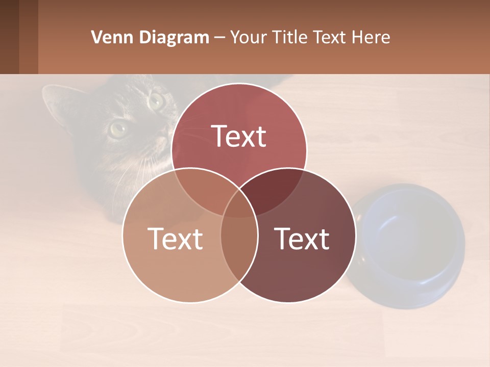 A Cat Sitting Next To A Blue Bowl On A Wooden Floor PowerPoint Template