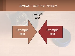 A Cat Sitting Next To A Blue Bowl On A Wooden Floor PowerPoint Template