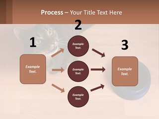 A Cat Sitting Next To A Blue Bowl On A Wooden Floor PowerPoint Template