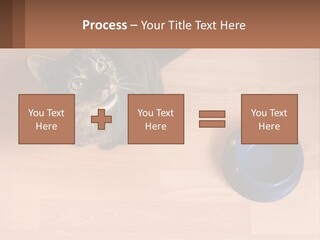 A Cat Sitting Next To A Blue Bowl On A Wooden Floor PowerPoint Template