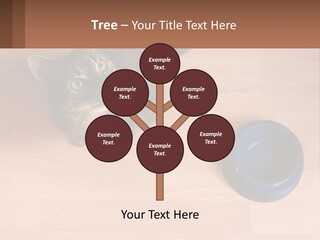 A Cat Sitting Next To A Blue Bowl On A Wooden Floor PowerPoint Template