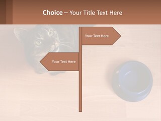 A Cat Sitting Next To A Blue Bowl On A Wooden Floor PowerPoint Template