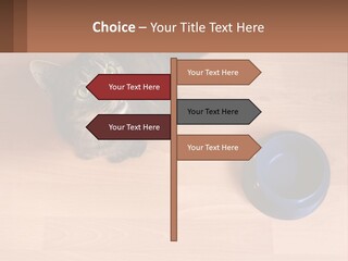 A Cat Sitting Next To A Blue Bowl On A Wooden Floor PowerPoint Template