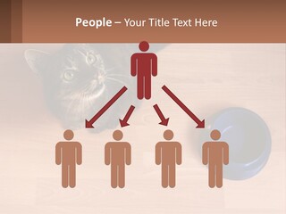 A Cat Sitting Next To A Blue Bowl On A Wooden Floor PowerPoint Template