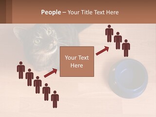 A Cat Sitting Next To A Blue Bowl On A Wooden Floor PowerPoint Template