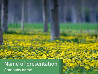 A Field Of Yellow Flowers With Trees In The Background PowerPoint Template