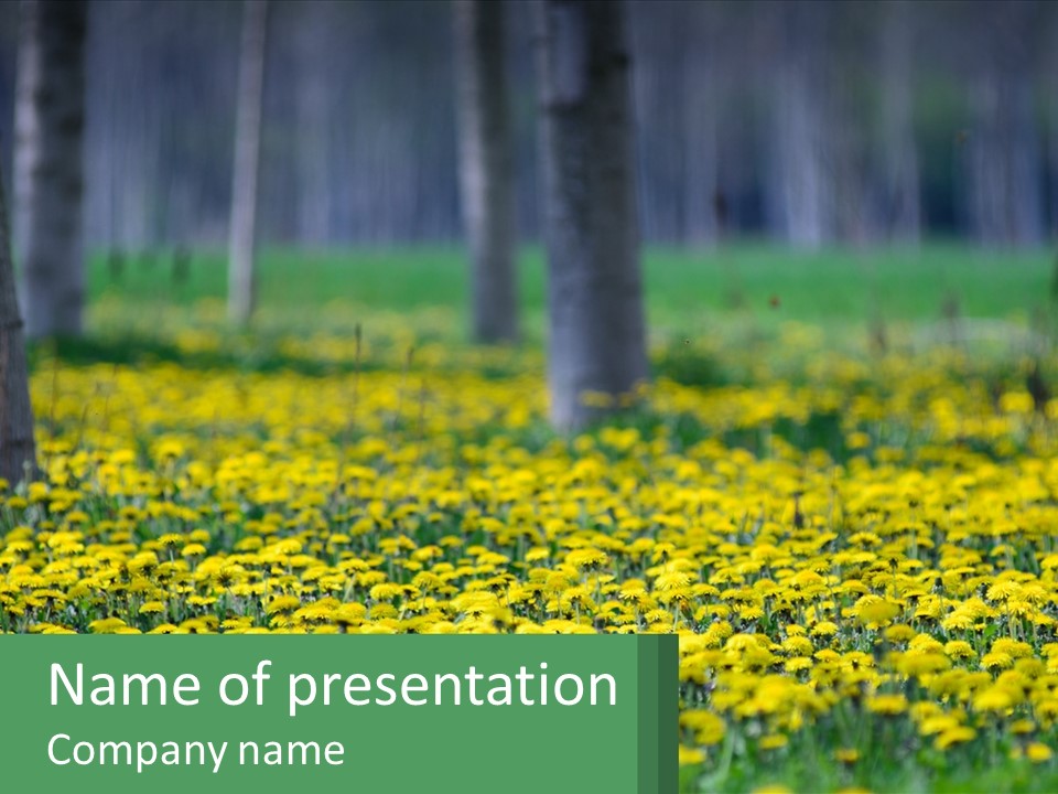 A Field Of Yellow Flowers With Trees In The Background PowerPoint Template