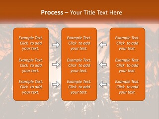 A Group Of Palm Trees With The Sun In The Background PowerPoint Template
