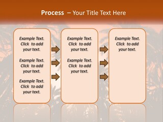 A Group Of Palm Trees With The Sun In The Background PowerPoint Template