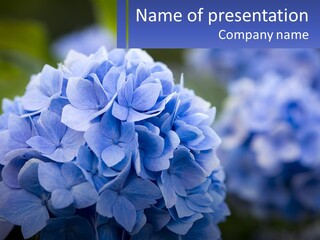 A Bunch Of Blue Flowers With A Name Of Presentation PowerPoint Template
