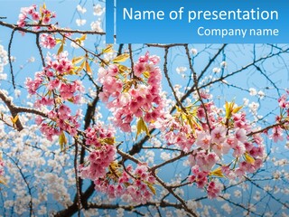 A Tree With Pink Flowers And Blue Sky In The Background PowerPoint Template
