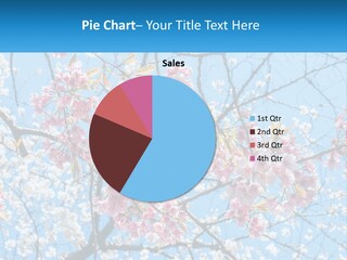 A Tree With Pink Flowers And Blue Sky In The Background PowerPoint Template